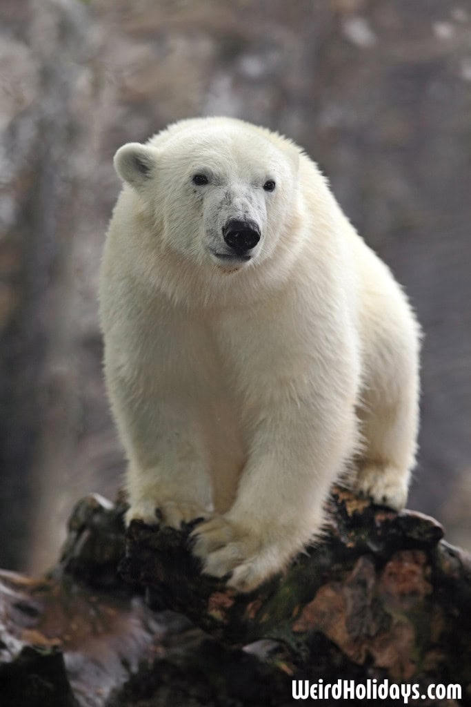 History of Polar Bear Day