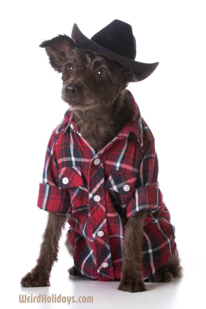 Dog wearing a plaid shirt and a hat