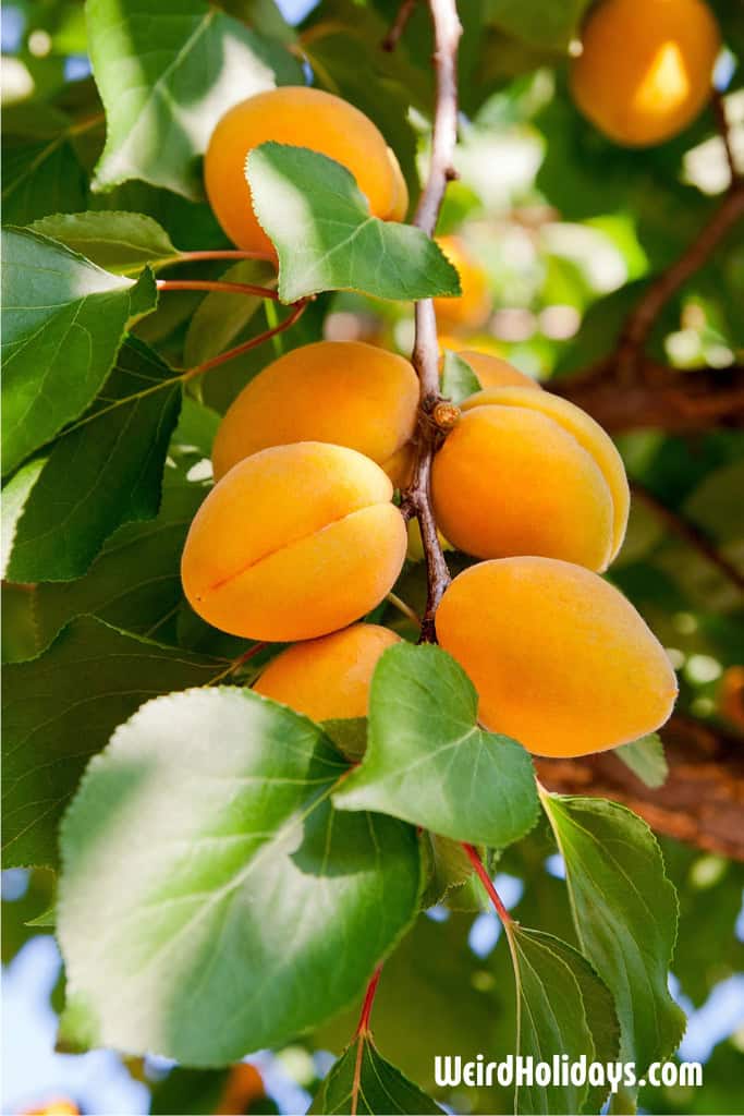 apricot tree