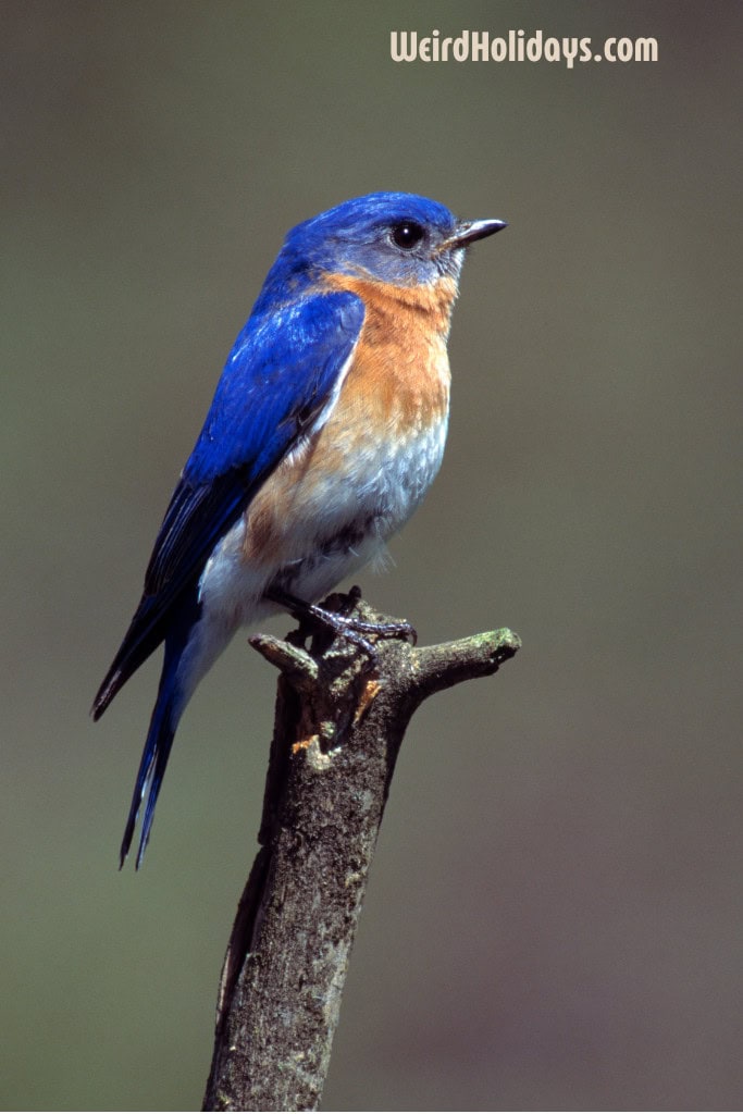 eastern bluebird on a branch