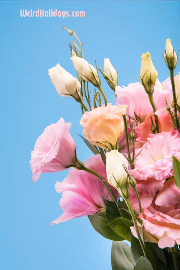 prettt pink flowers displayed in a vase on a blue background