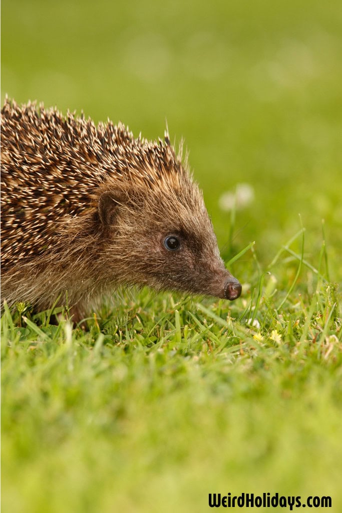 hedgehog walking on grass