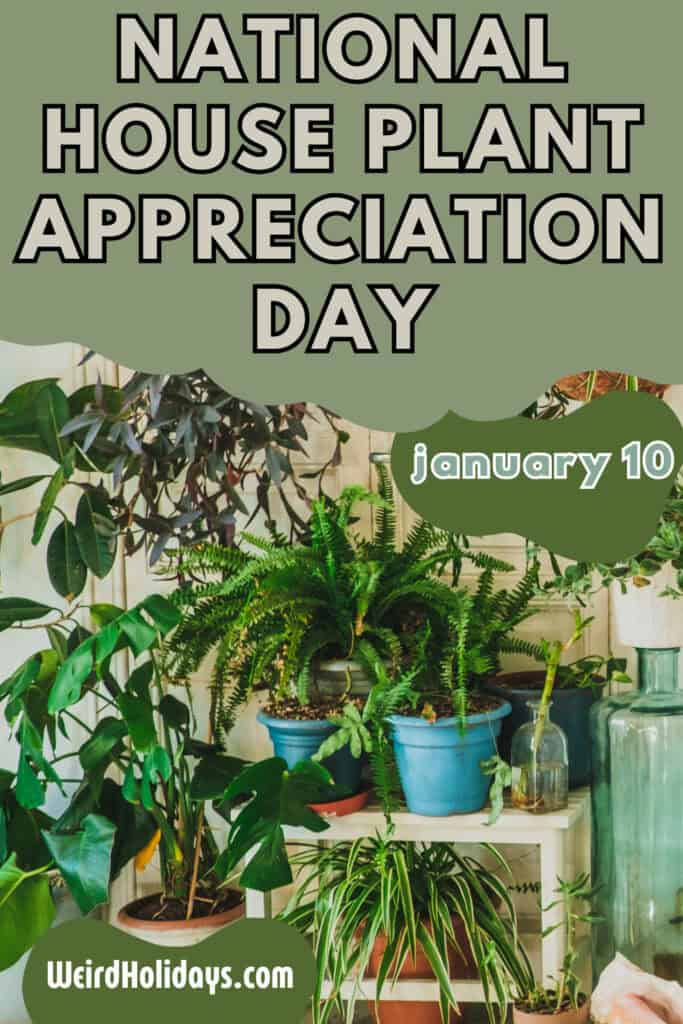 national house plant appreciation day january 10th