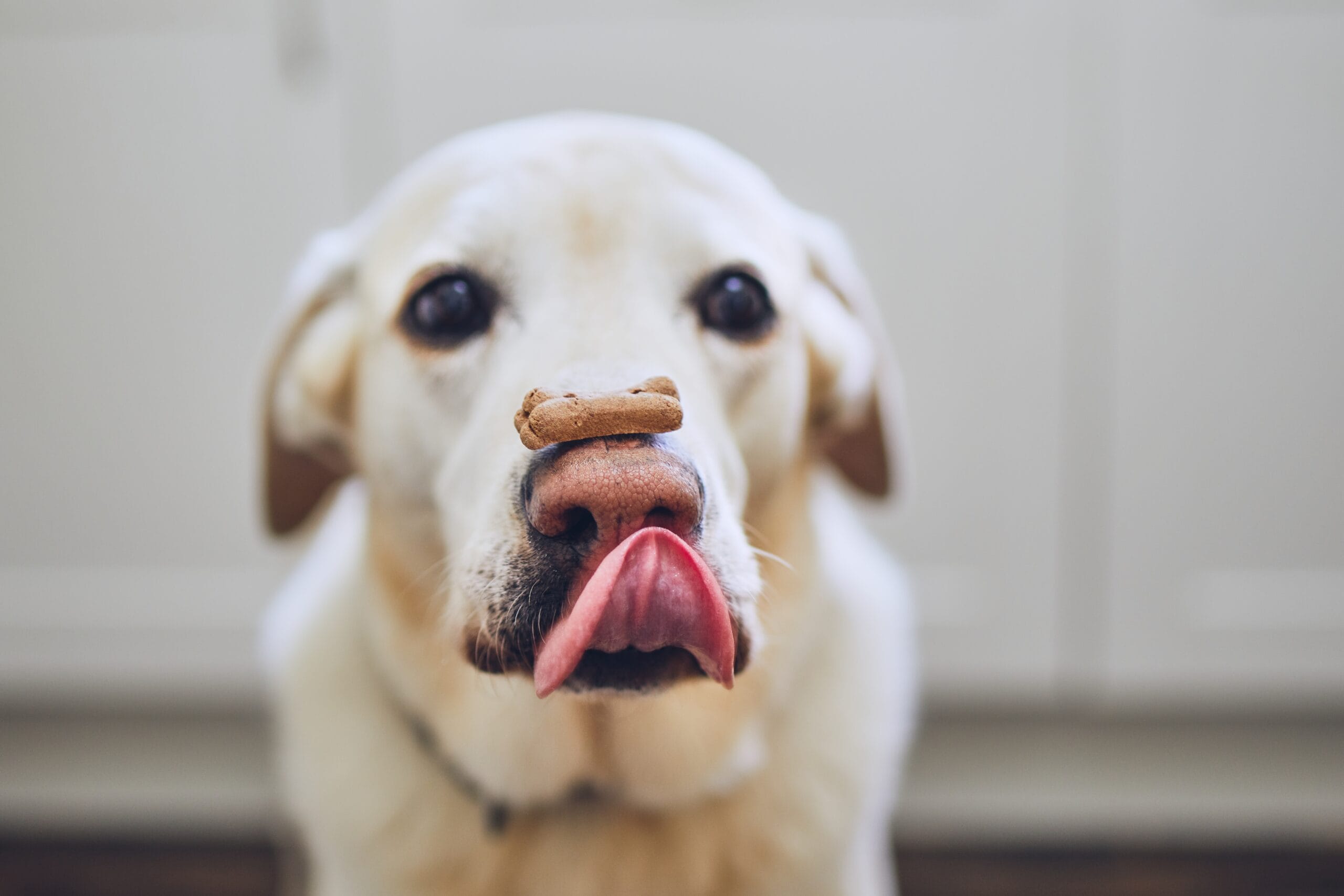 International Dog Biscuit Appreciation Day (February 23)