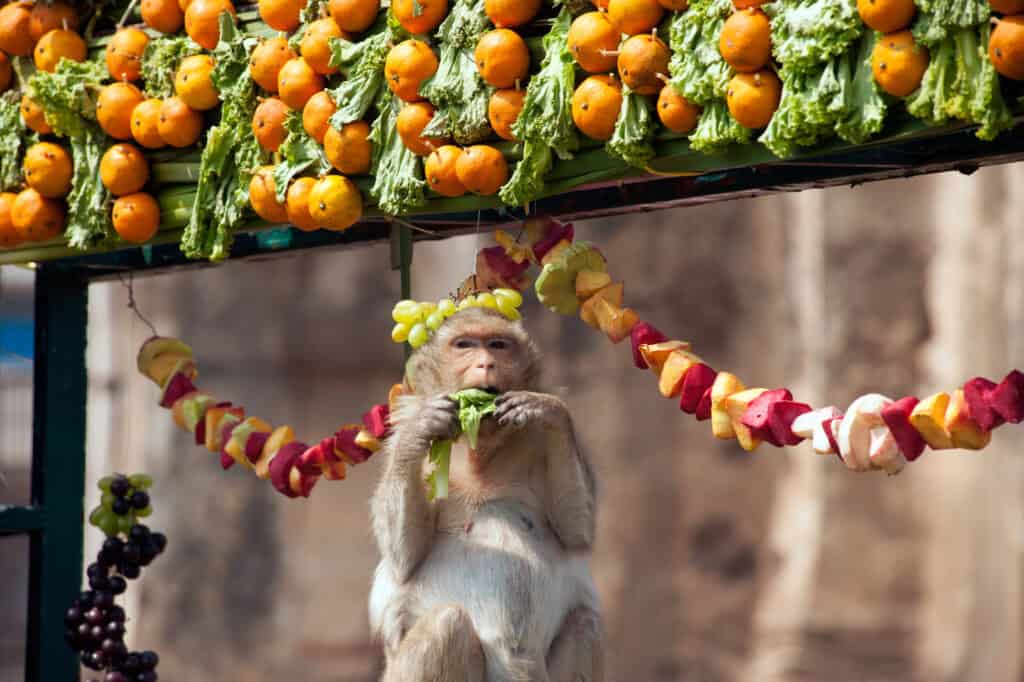 Monkey eating fruit at the Monkey Buffet Festival in Lopburi, Thailand