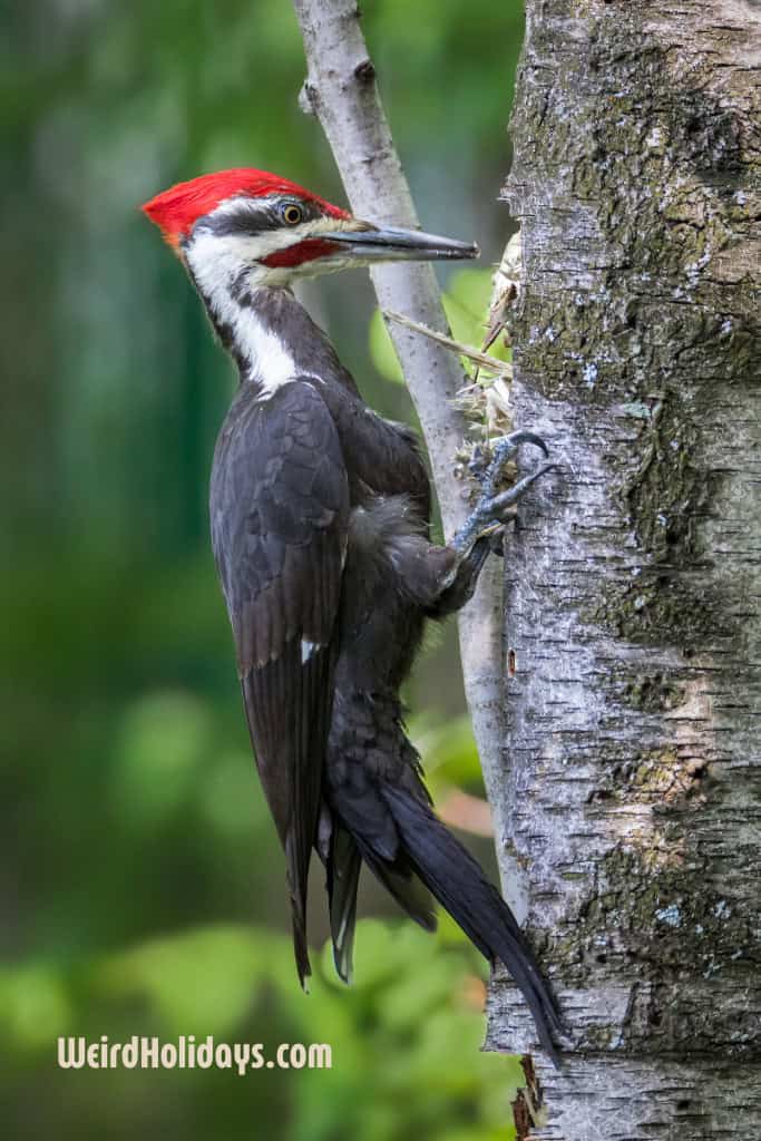 Pileated Woodpecker on birch tree trunk