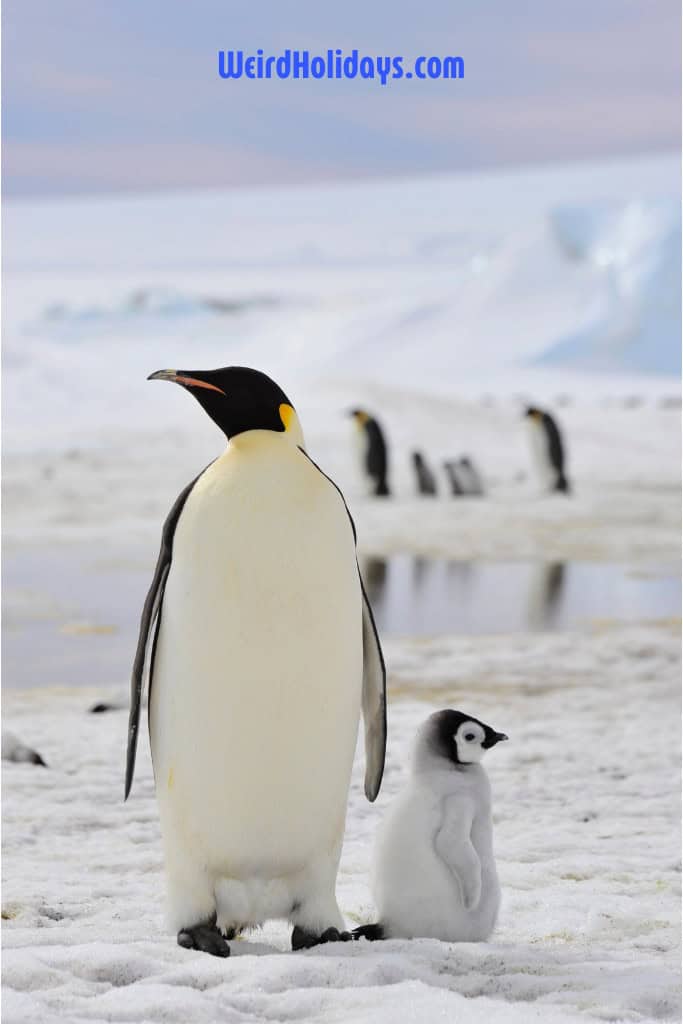 an emporer penguin on the snow with its baby