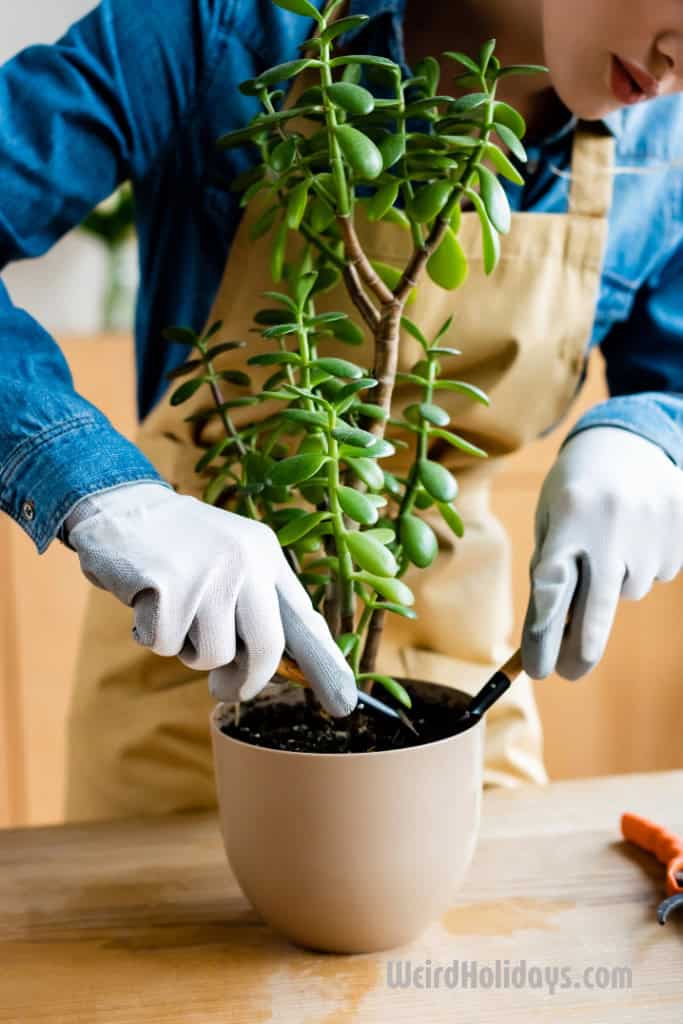 woman wearing gardening gloves planting a flower 