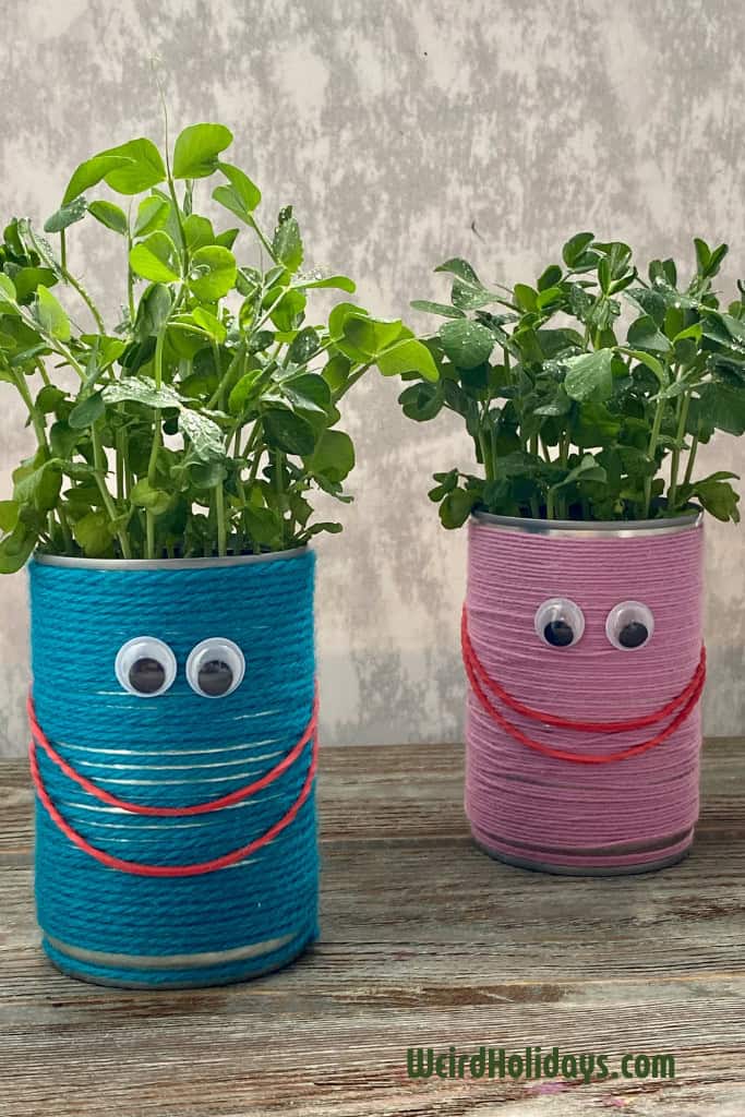 recycled tin cans with cress growing out of them