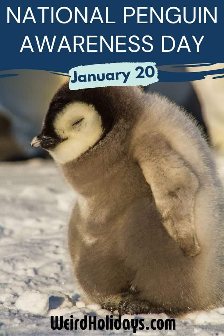 National Penguin Awareness Day (January 20) - Weird Holidays