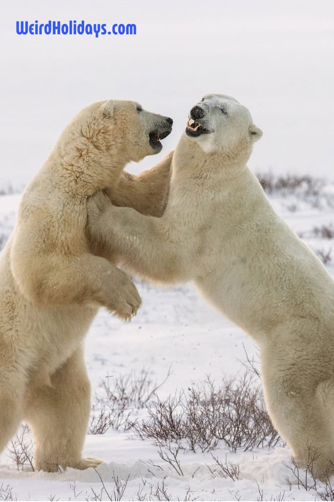 2 polar bears play fighting in the snow