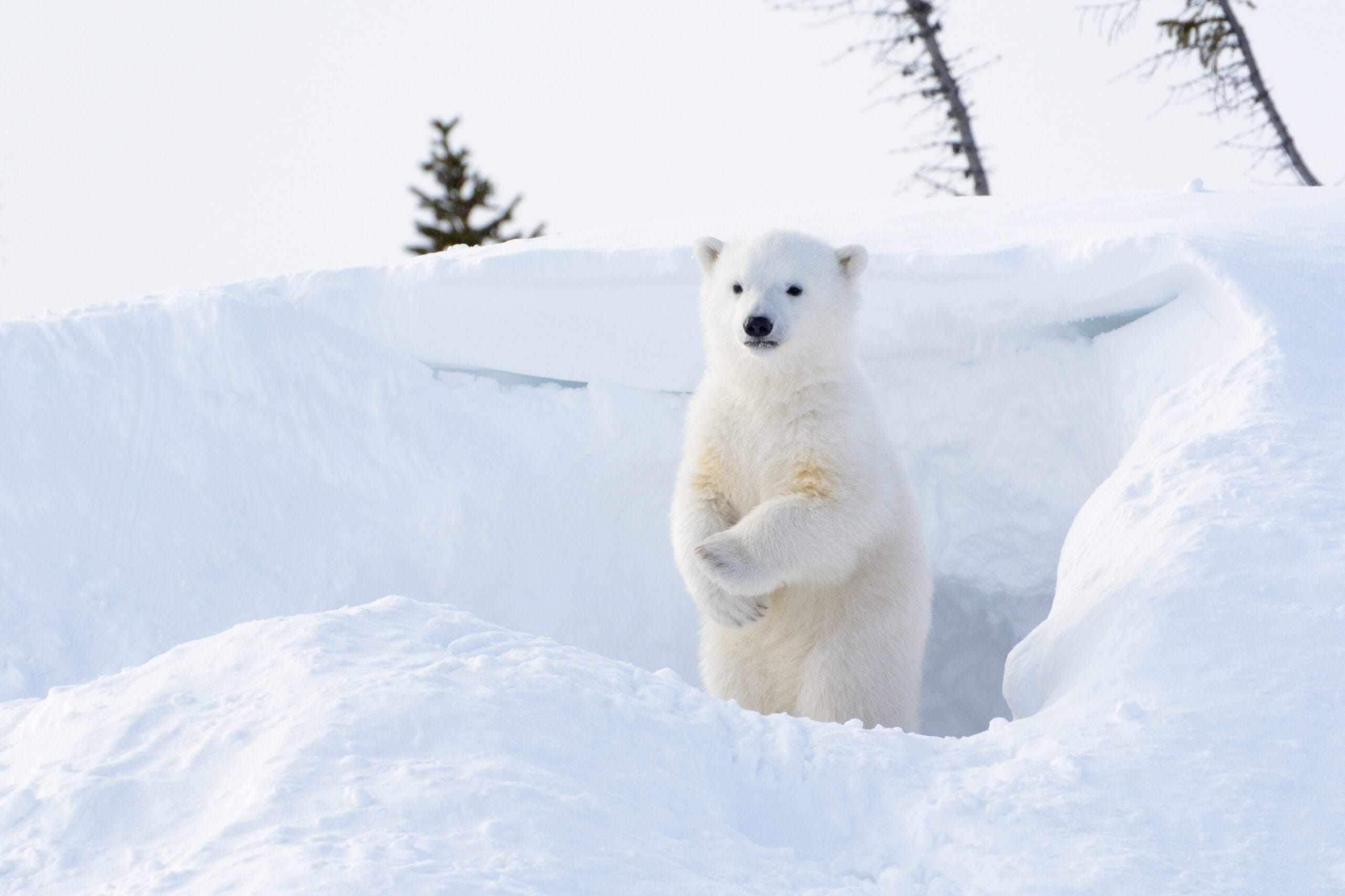 International Polar Bear Day (February 27)