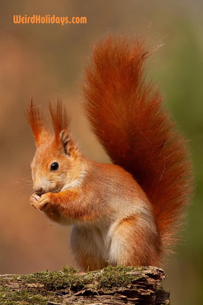 squirrel eating a nut